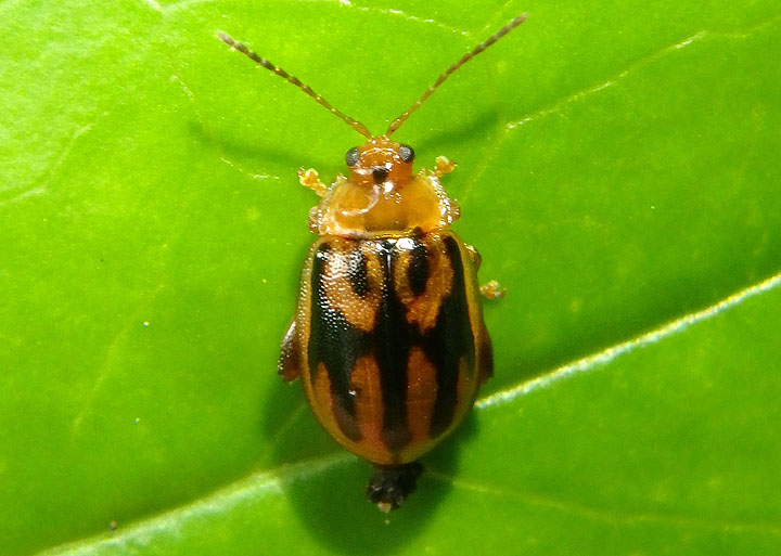 Capraita subvittata; Flea Beetle species