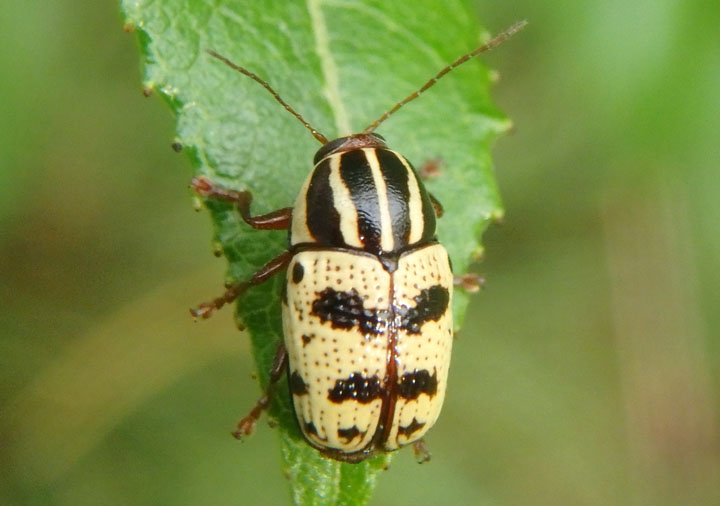 Cryptocephalus leucomelas; Case-bearing Leaf Beetle species