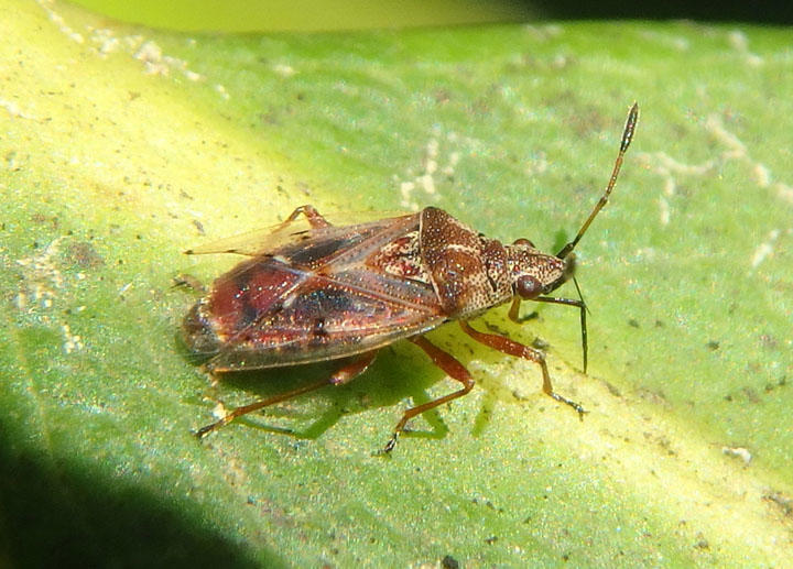 Kleidocerys resedae; Birch Catkin Bug