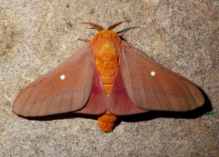 7722 - Anisota oslari; Oslars Oakworm Moth