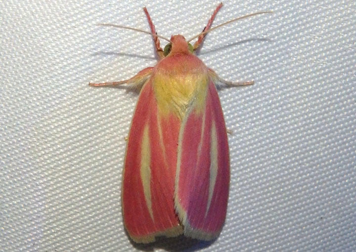11075 - Heliocheilus julia; Owlet Moth species