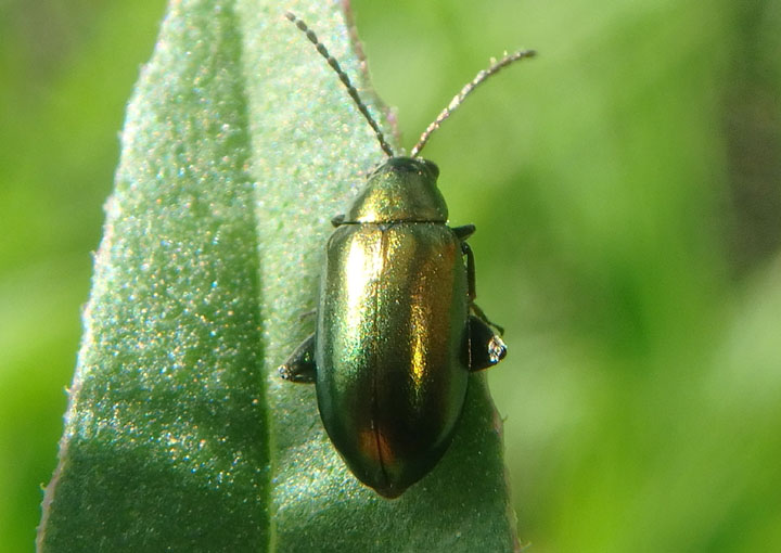 Altica Flea Beetle species