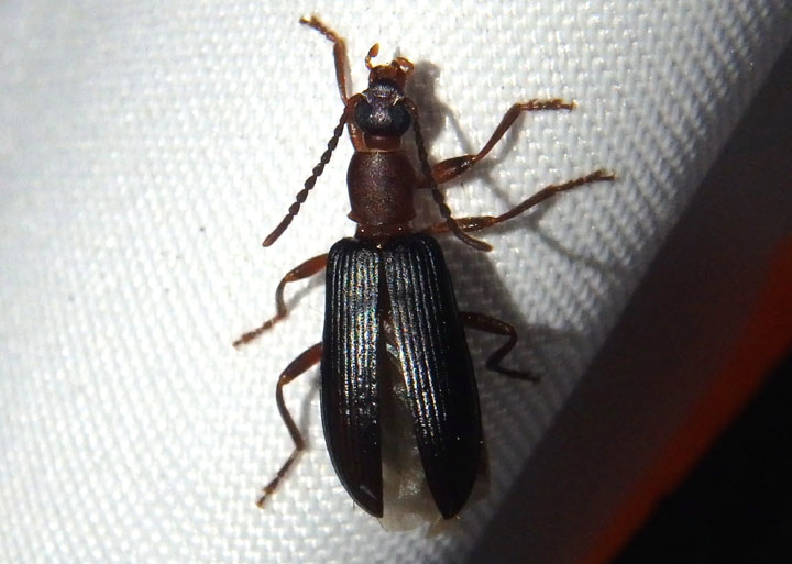Statira Darkling Beetle species