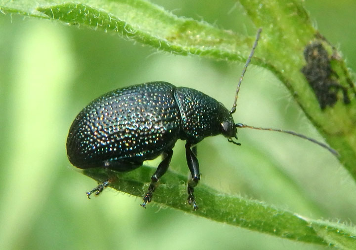 Colaspis nigrocyanea; Leaf Beetle species