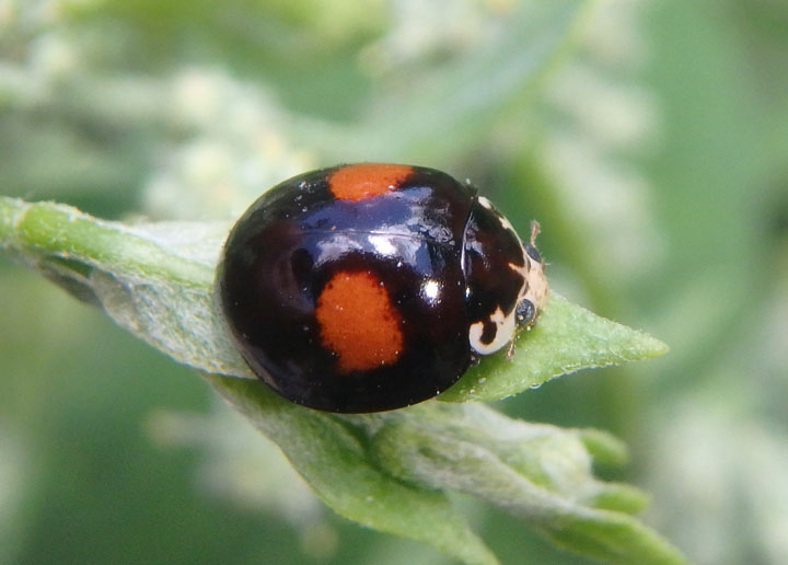 Olla v-nigrum; Ashy Gray Lady Beetle