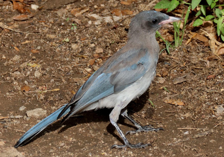 Mexican Jay; juvenile