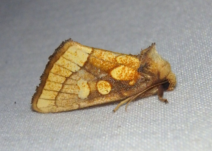 9799 - Nocloa alcandra; Owlet Moth species