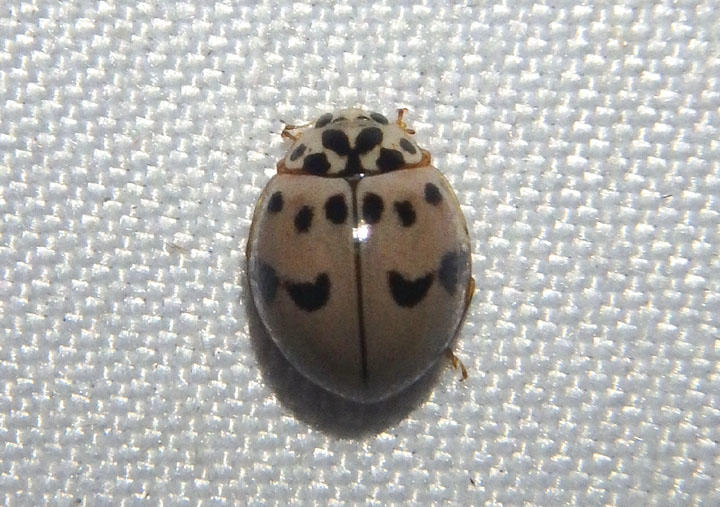 Olla v-nigrum; Ashy Gray Lady Beetle 