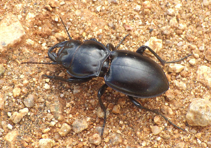Pasimachus californicus; Ground Beetle species