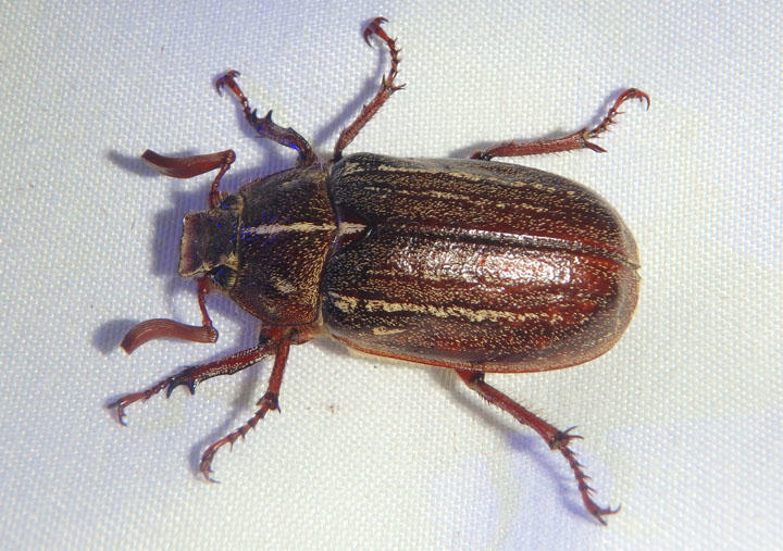 Polyphylla Lined June Beetle species