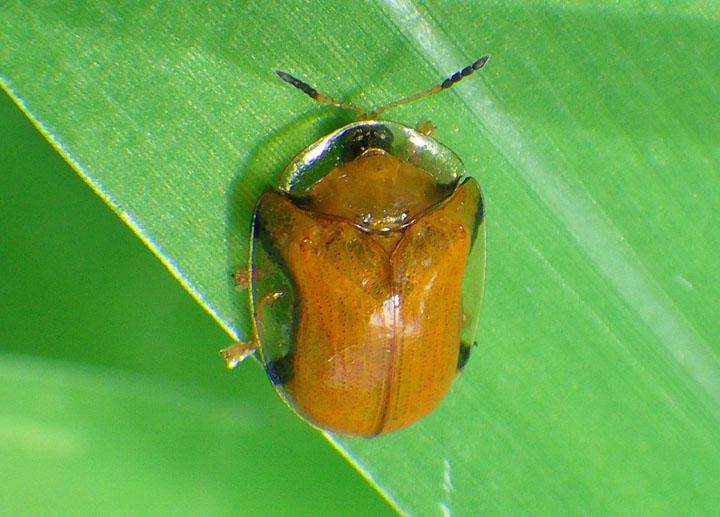 Charidotella emarginata; Tortoise Beetle species 