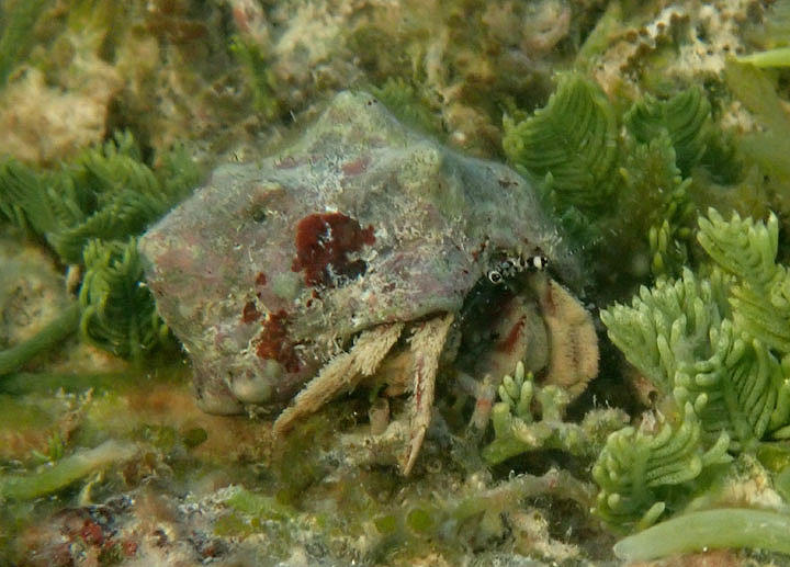 Hairy Hermit Crab