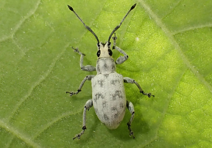 Myllocerus undecimpustulatus; Sri Lanka Weevil; exotic