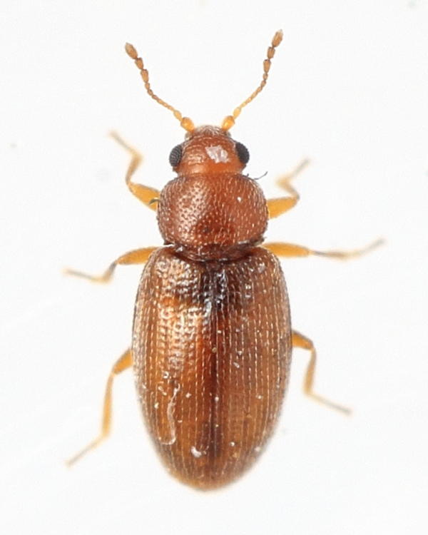 Corticarina minuta