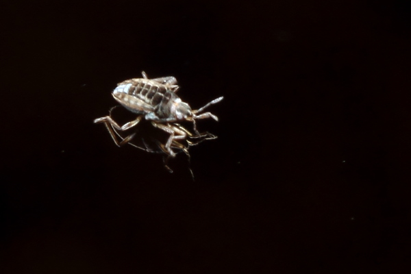 Smaller Water Strider, Microvelia sp. (Veliidae)