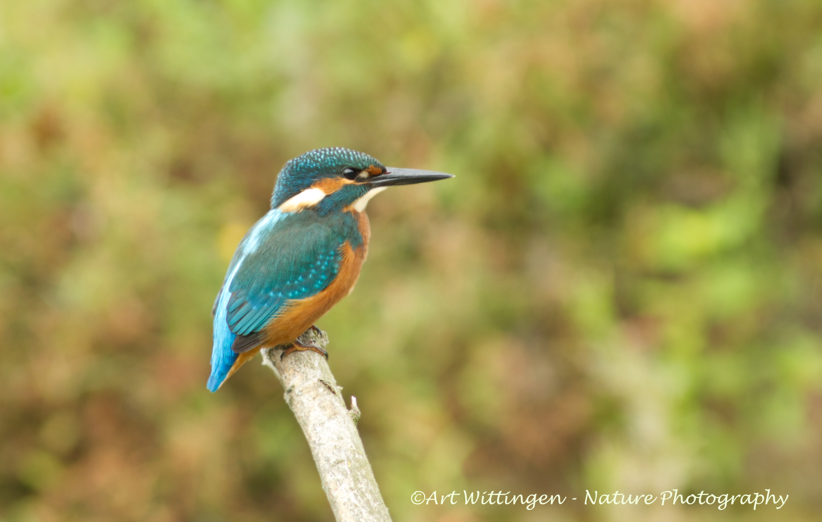 Alcedo atthis / IJsvogel / Kingfisher