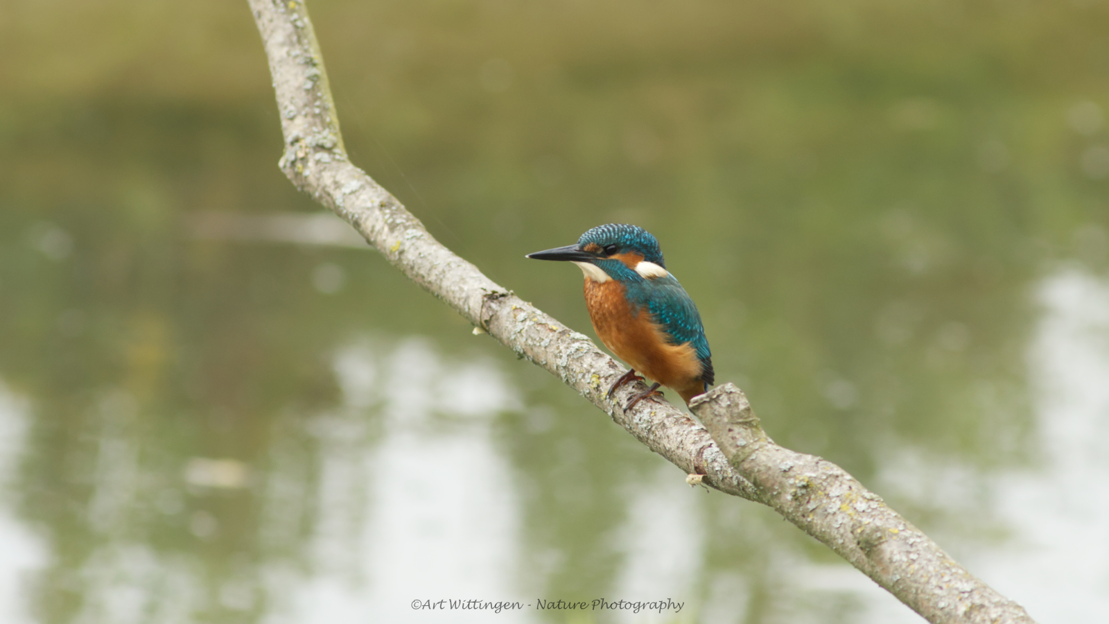 Alcedo atthis / IJsvogel / Kingfisher