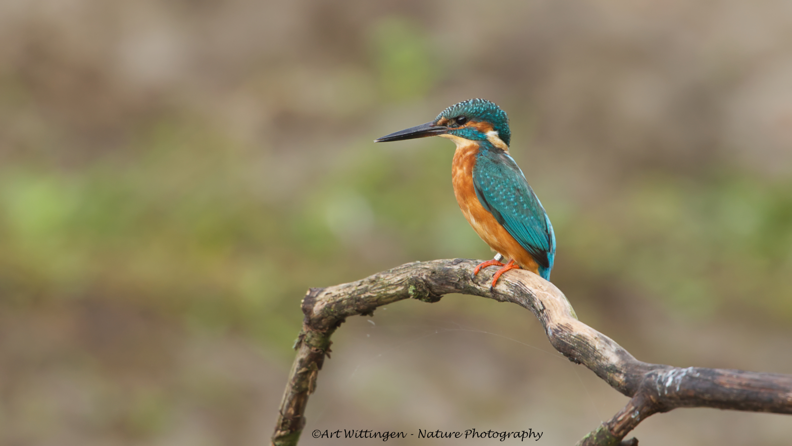 Alcedo atthis / IJsvogel / Kingfisher