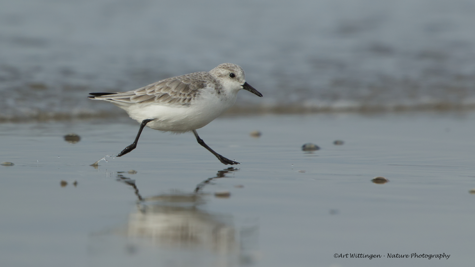 _MG_0494 Drieteenstrandloper.jpg