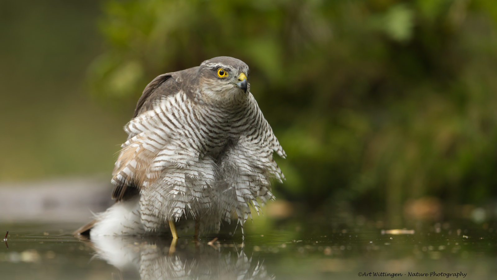 Accipiter nisus / Sperwer / Eurasian Sparrowhawk