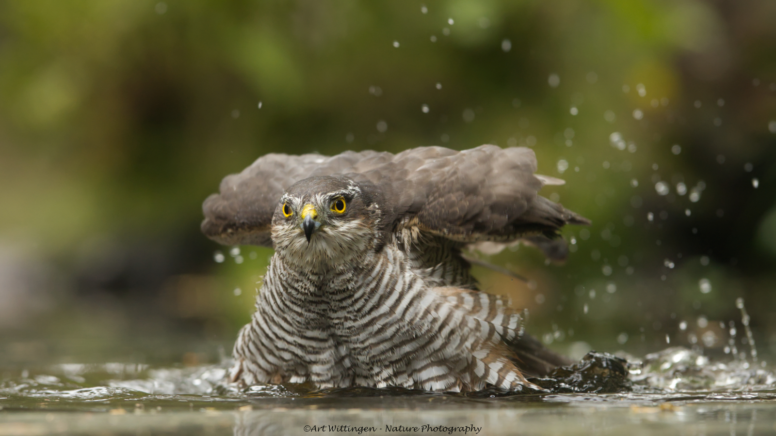 Accipiter nisus / Sperwer / Eurasian Sparrowhawk