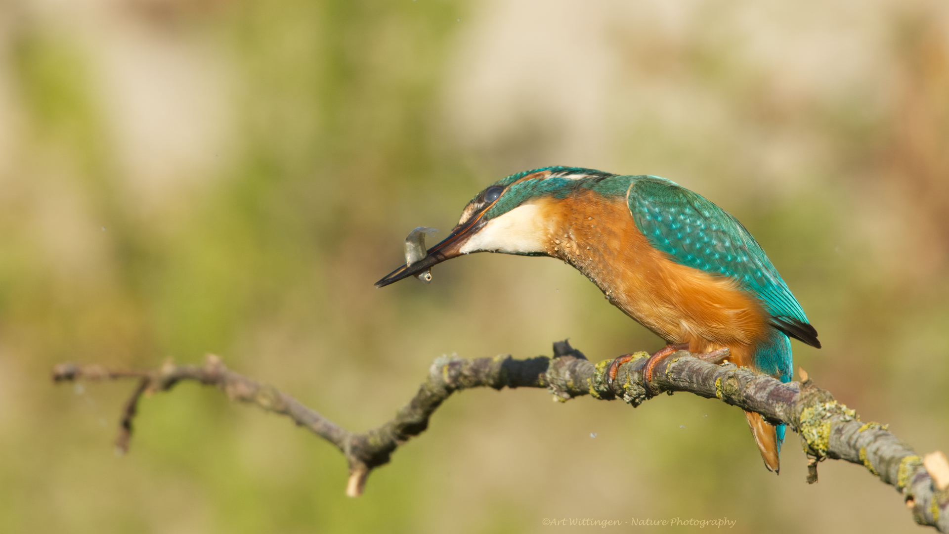 Alcedo atthis / IJsvogel / Kingfisher