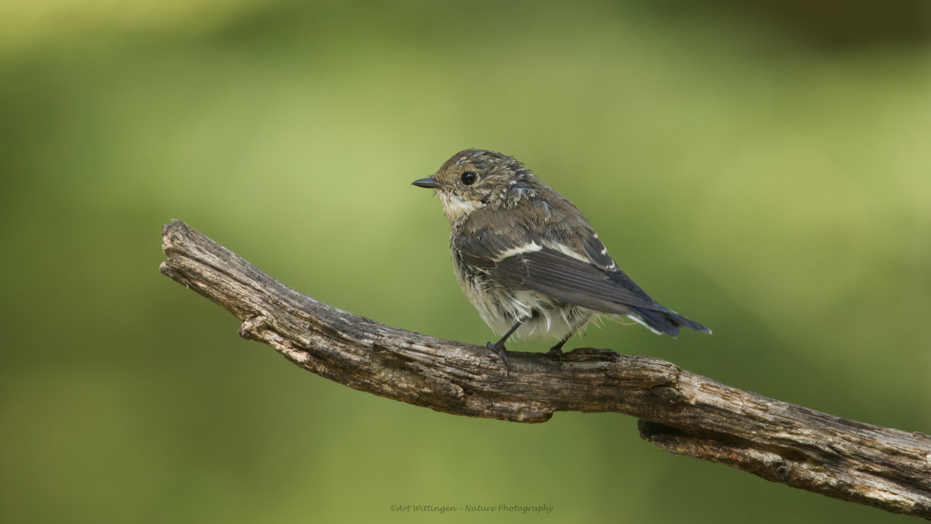 Ficedula hypoleuca / Bonte Vliegenvanger / European Pied Flycatcher