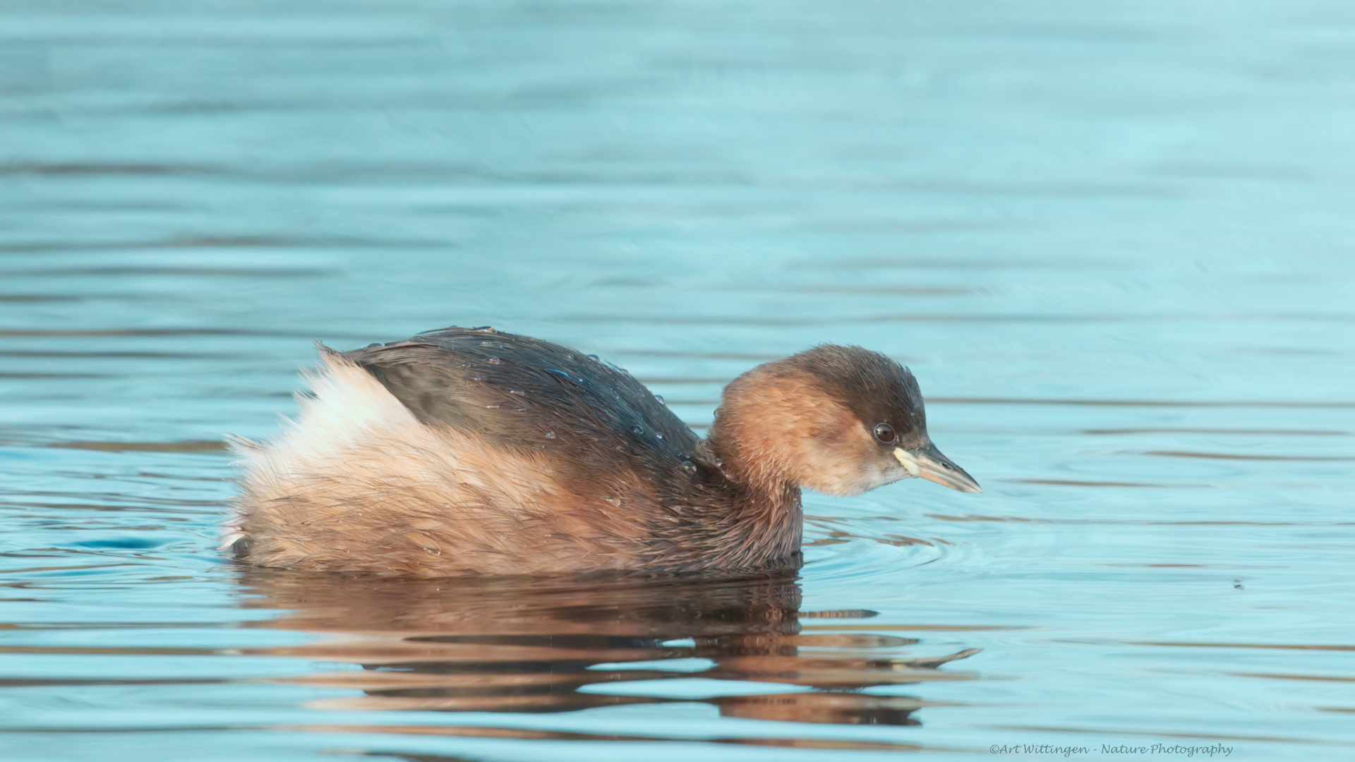 Tachybaptus ruficollis / Dodaars / Little Grebe