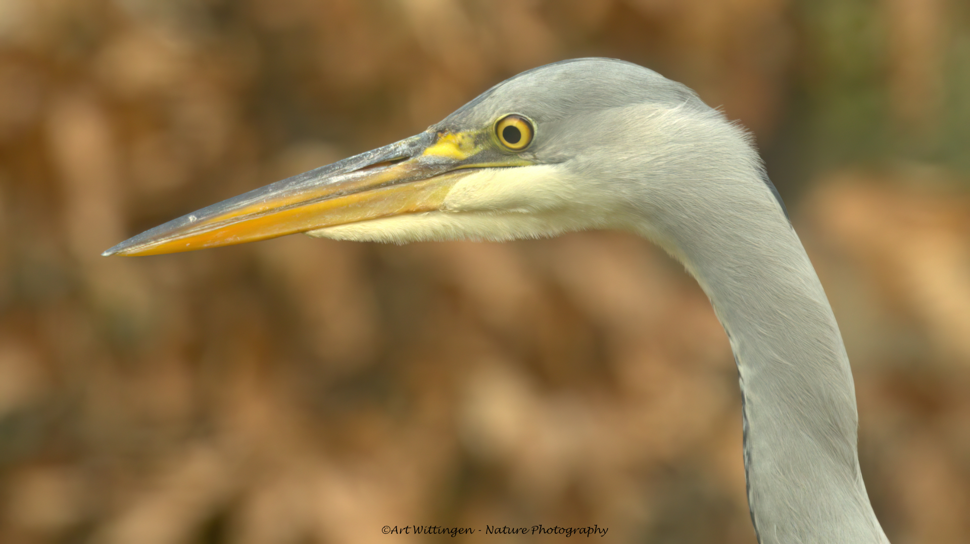 Ardea Cinerea / Blauwe Reiger / Grey Heron