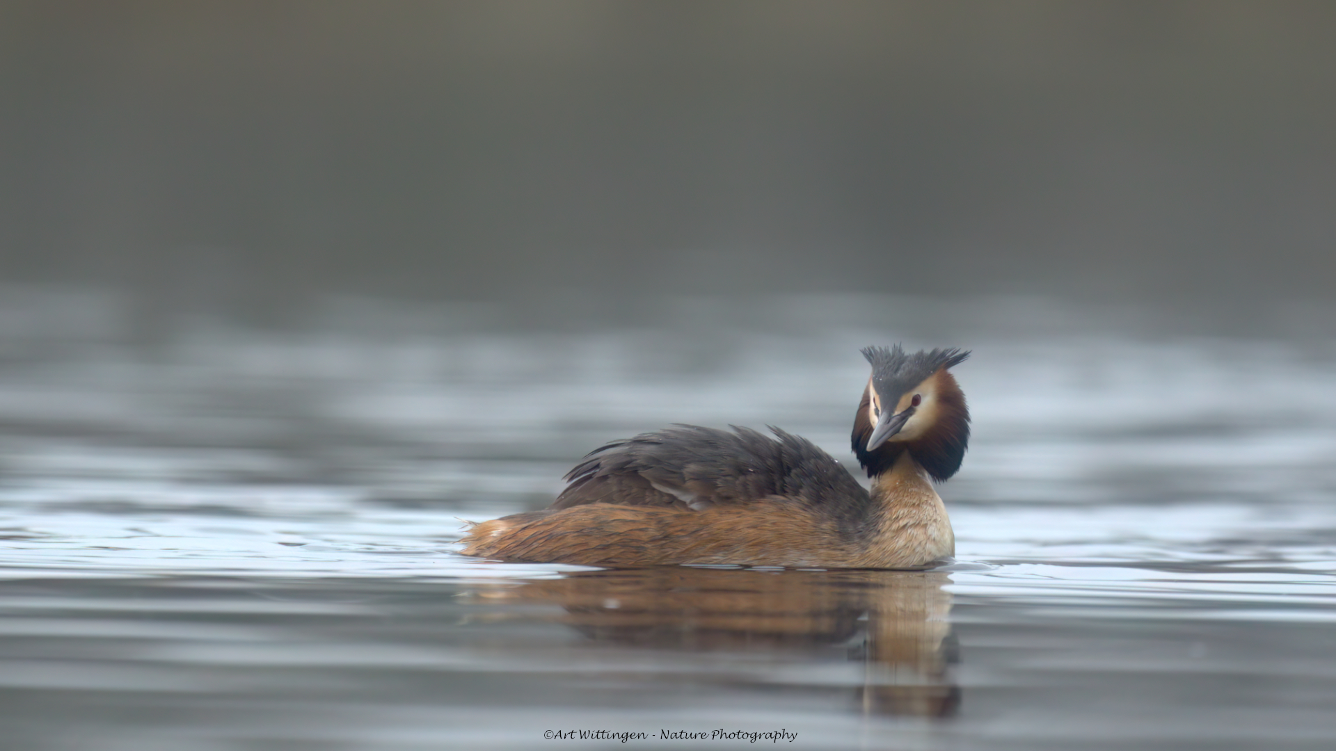 Podiceps Cristatus / Fuut / Great Crested Grebe