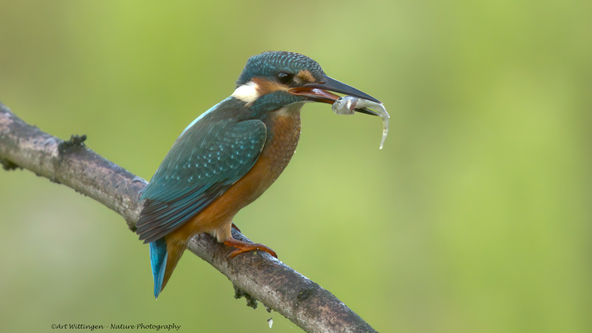 Alcedo atthis / IJsvogel / Kingfisher