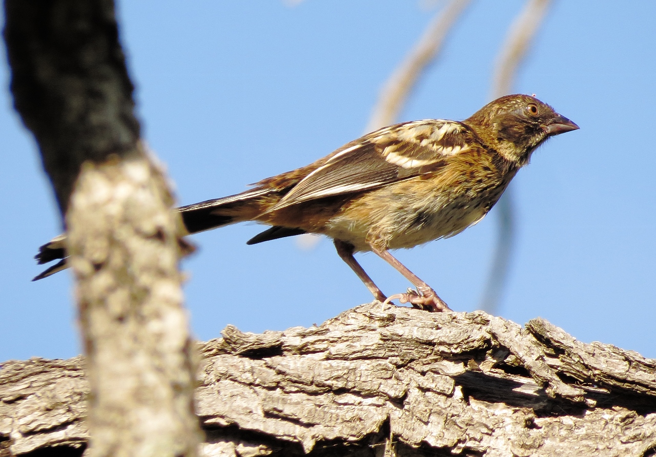 Spotted Towhee