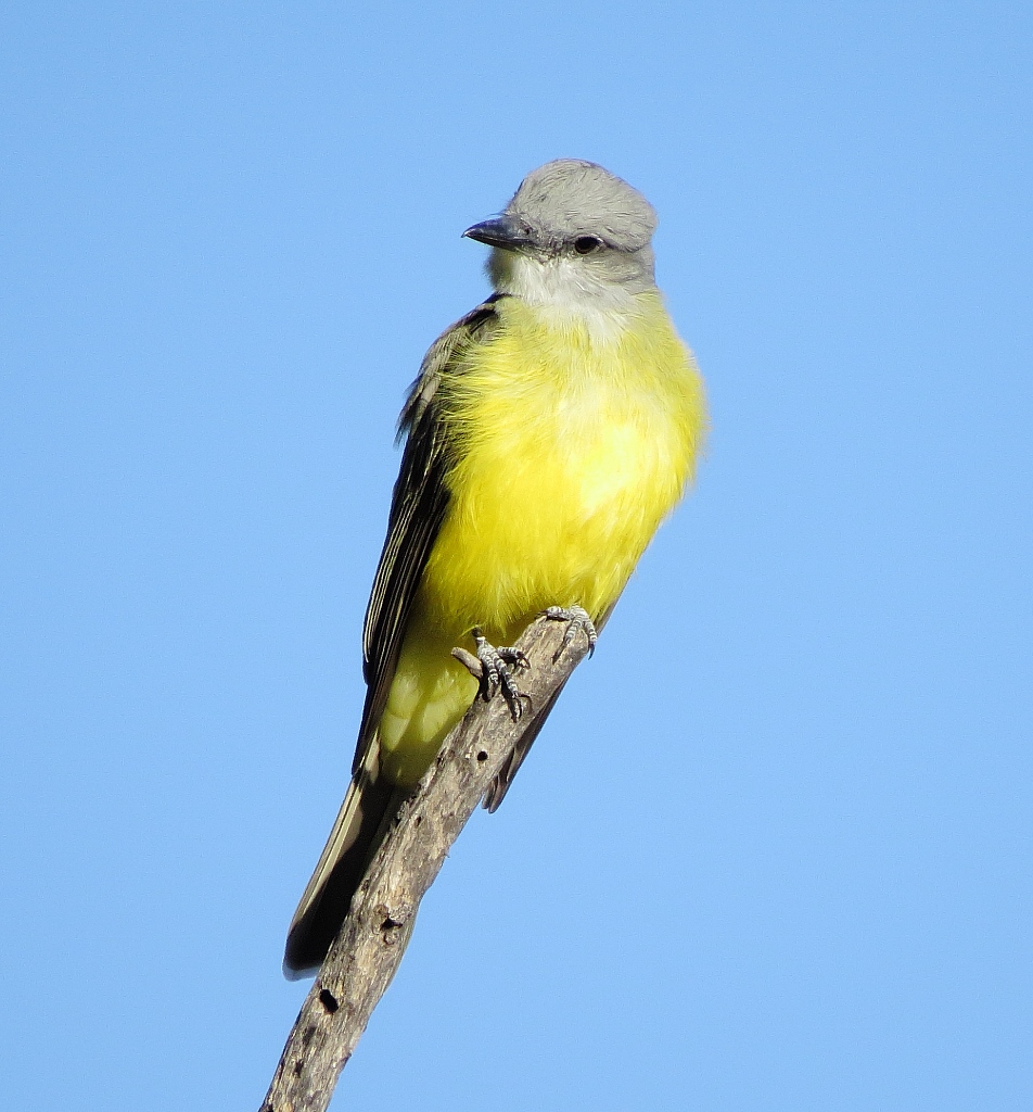 Couchs Kingbird