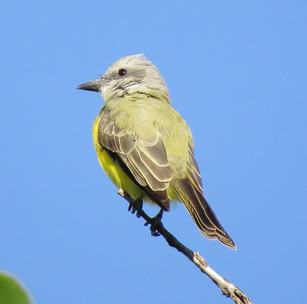 Couchs Kingbird