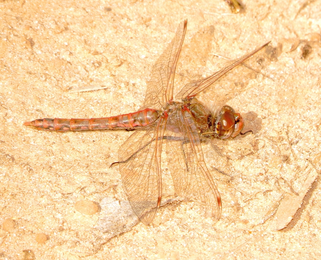 Variegated Meadowhawk