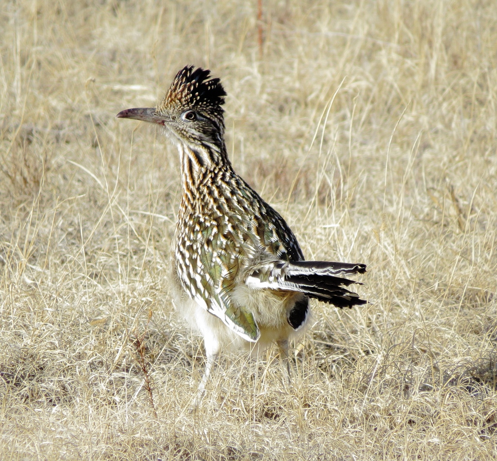 Greater Roadrunner