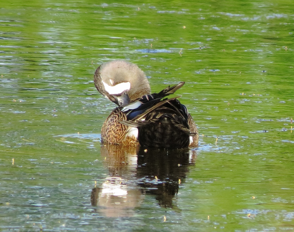 Blue-Winged Teal