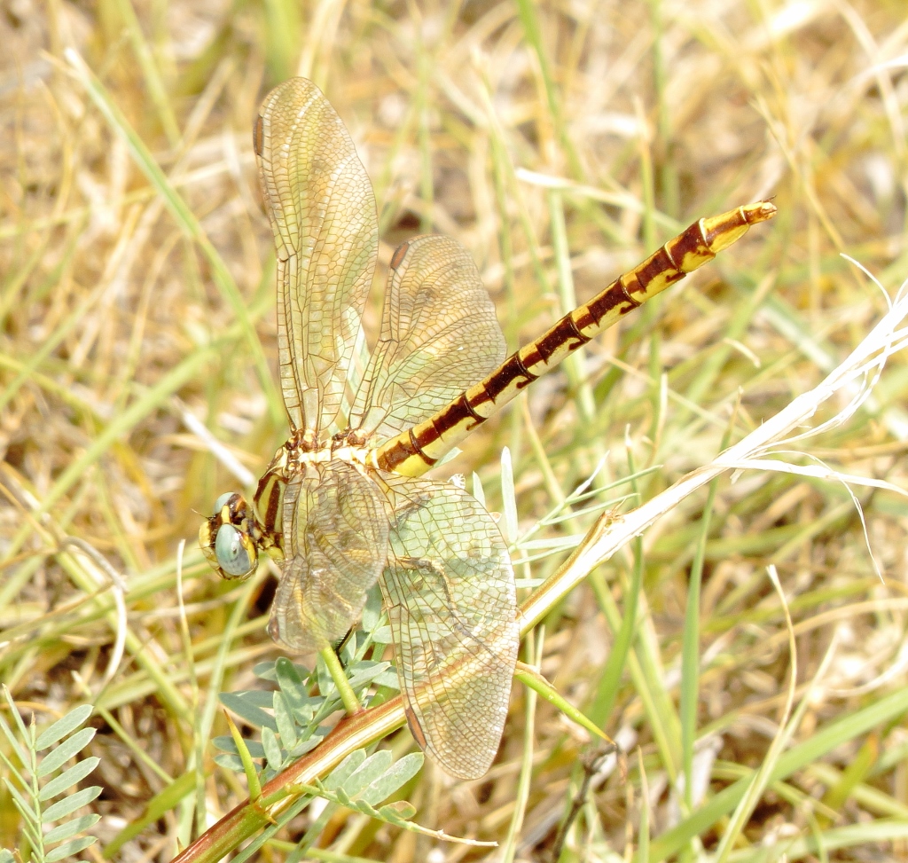 Sulphur-Tipped Clubtail