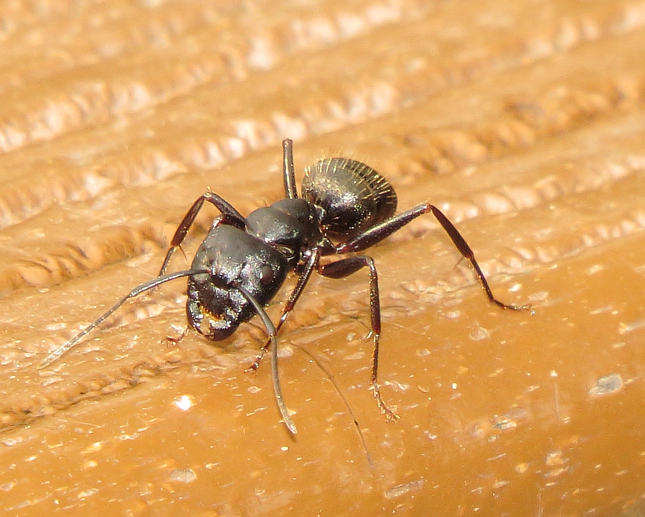 Eastern Black Carpenter Ant