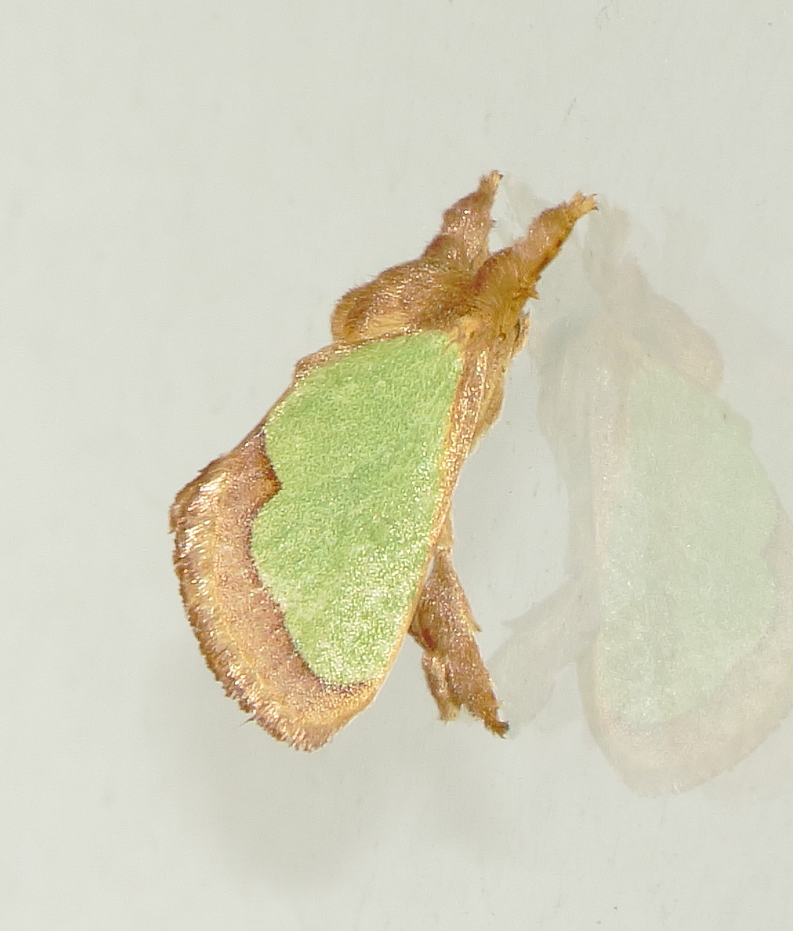 Green Oak-Slug Moth