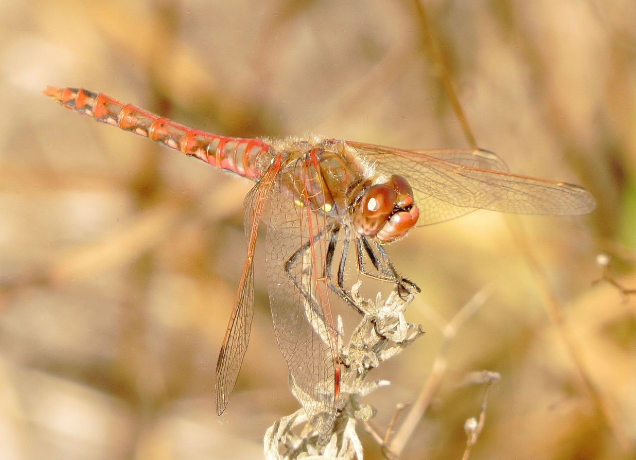 Variegated Meadowhawk