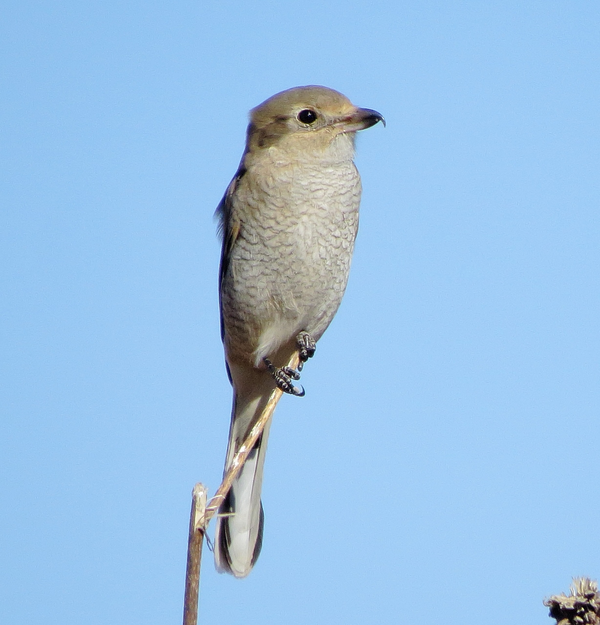 Northern Shrike