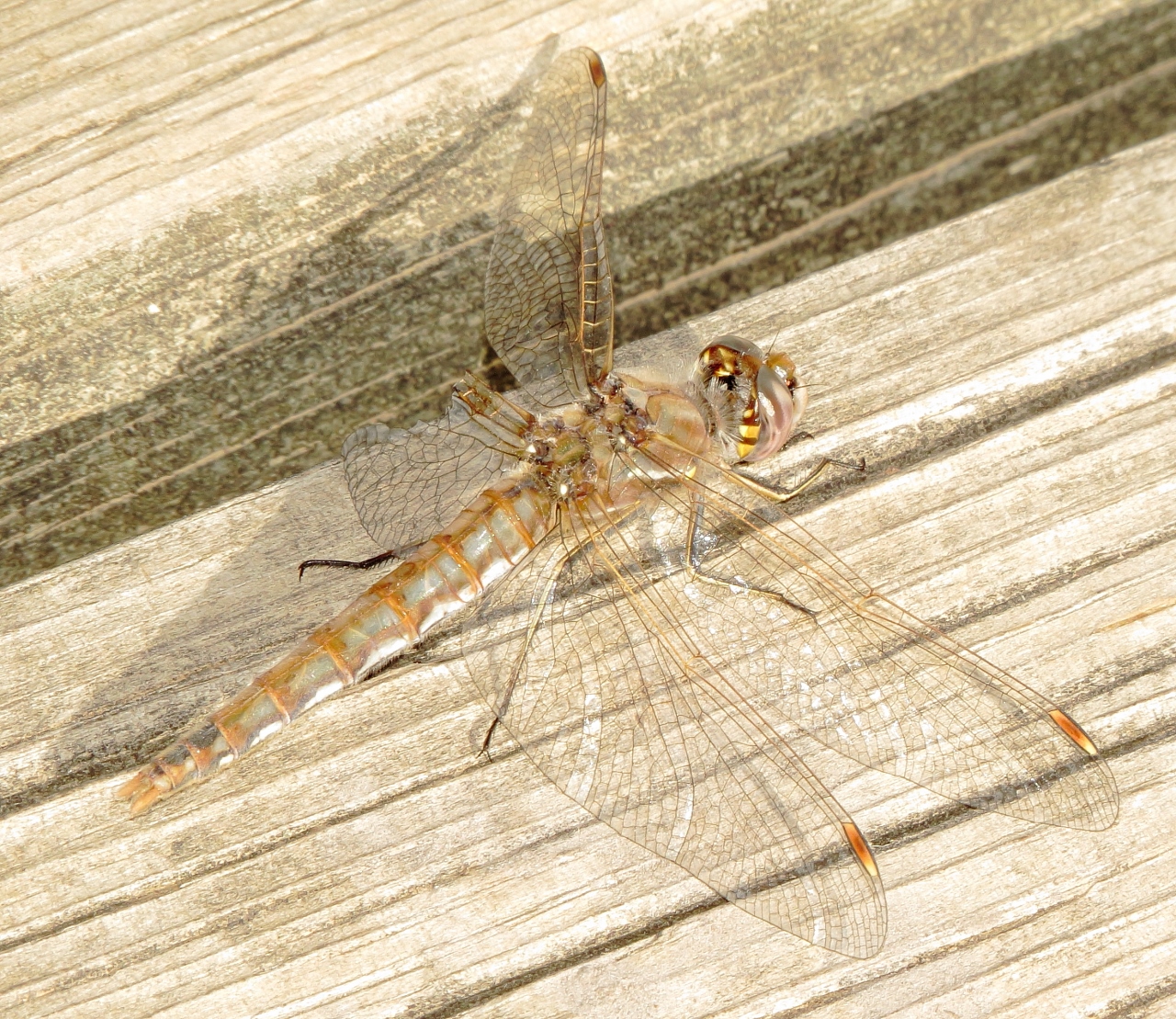 Variegated Meadowhawk