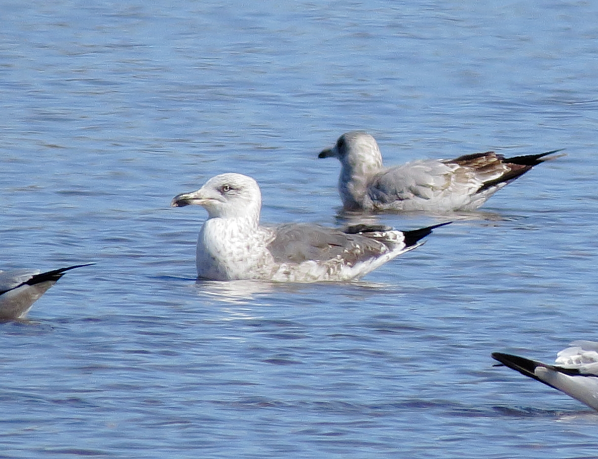 Lesser Black-Backed Gull