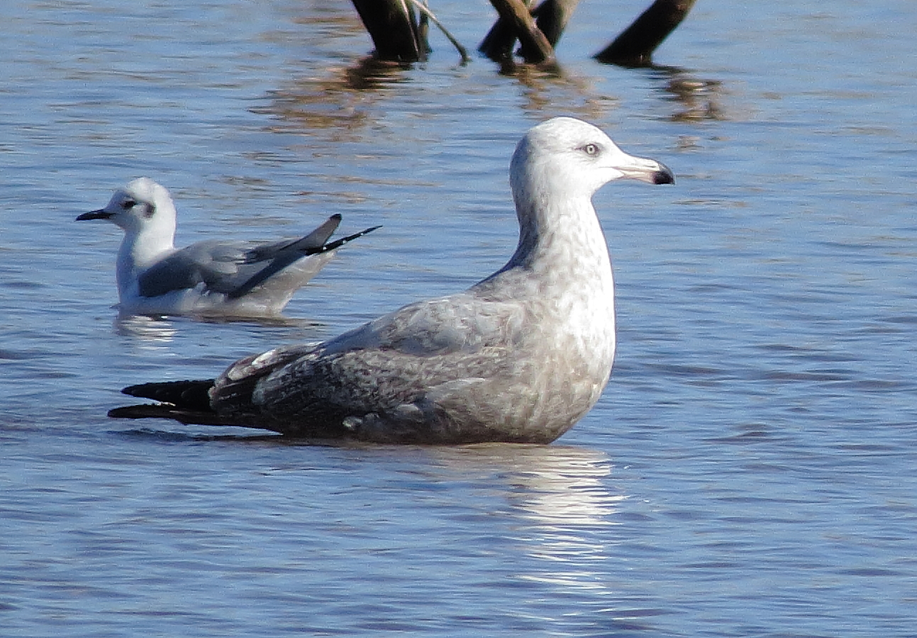American Herring Gull