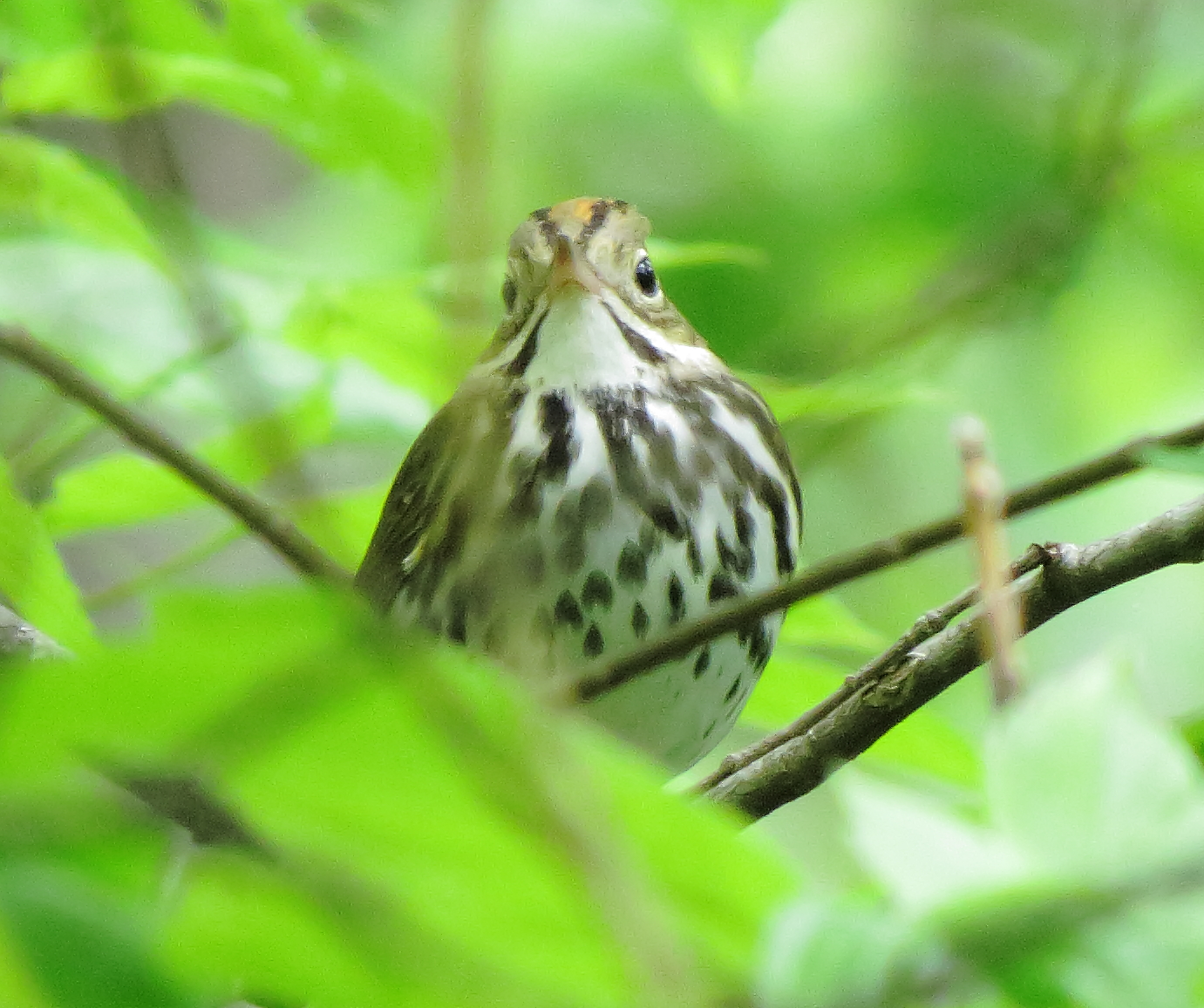 Ovenbird