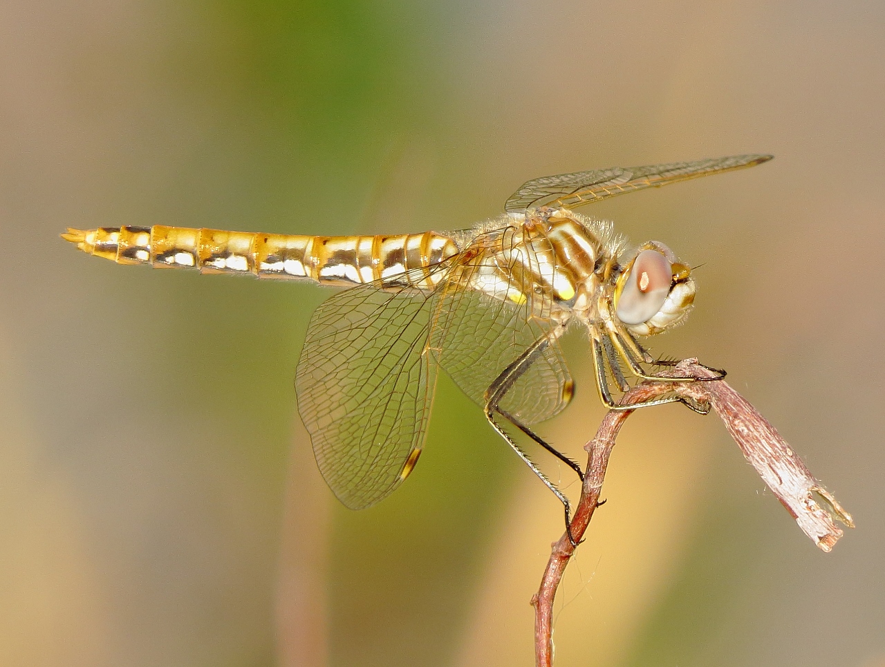 Variegated Meadowhawk