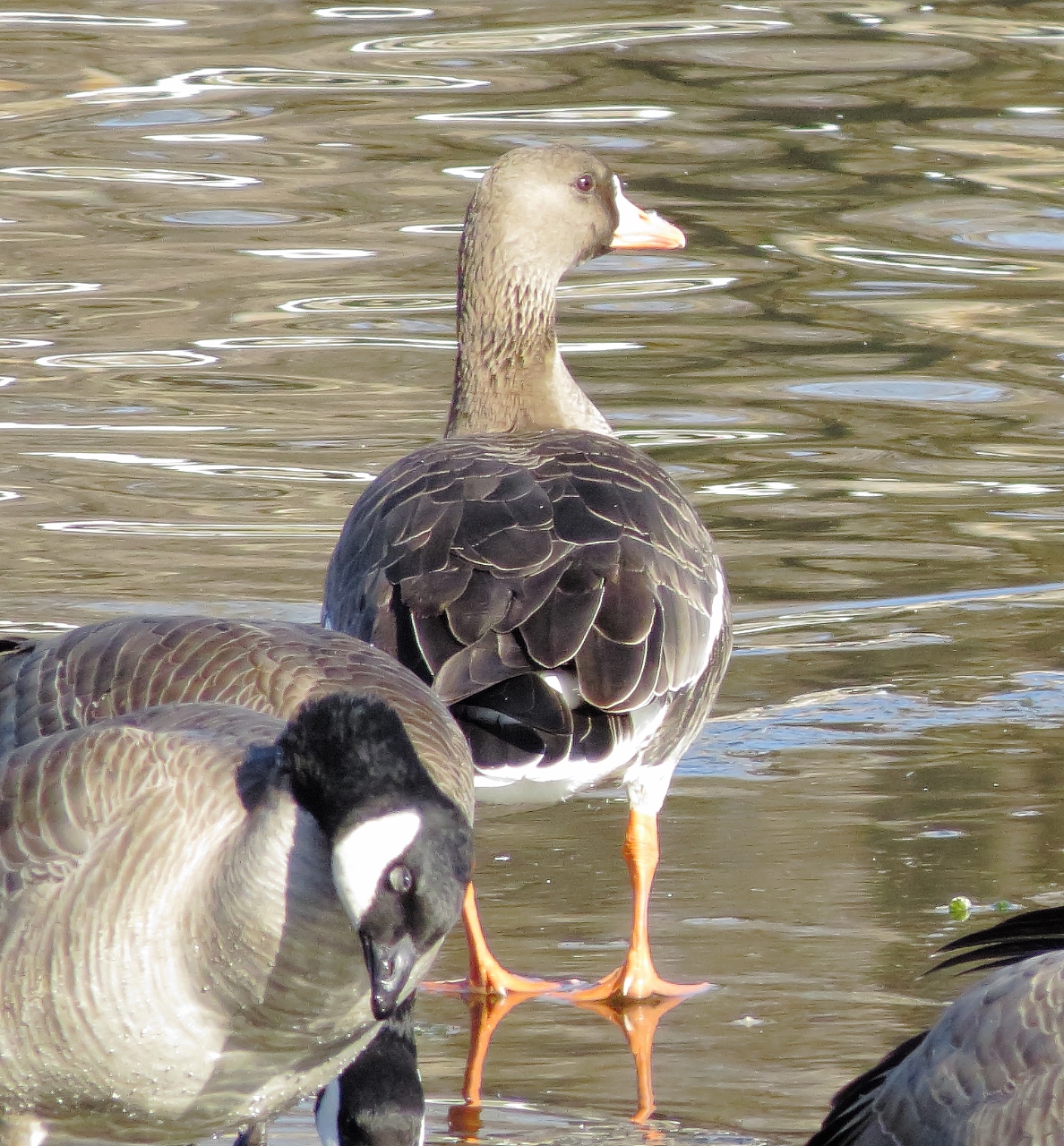 Greater White-Fronted Goose