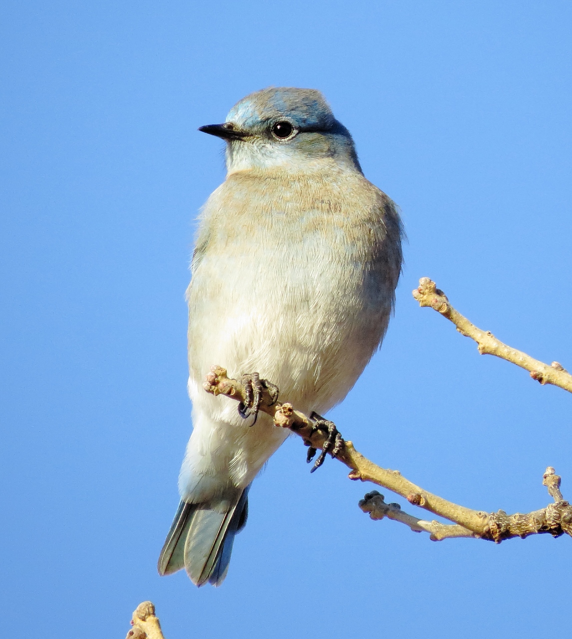 Mountain Bluebird