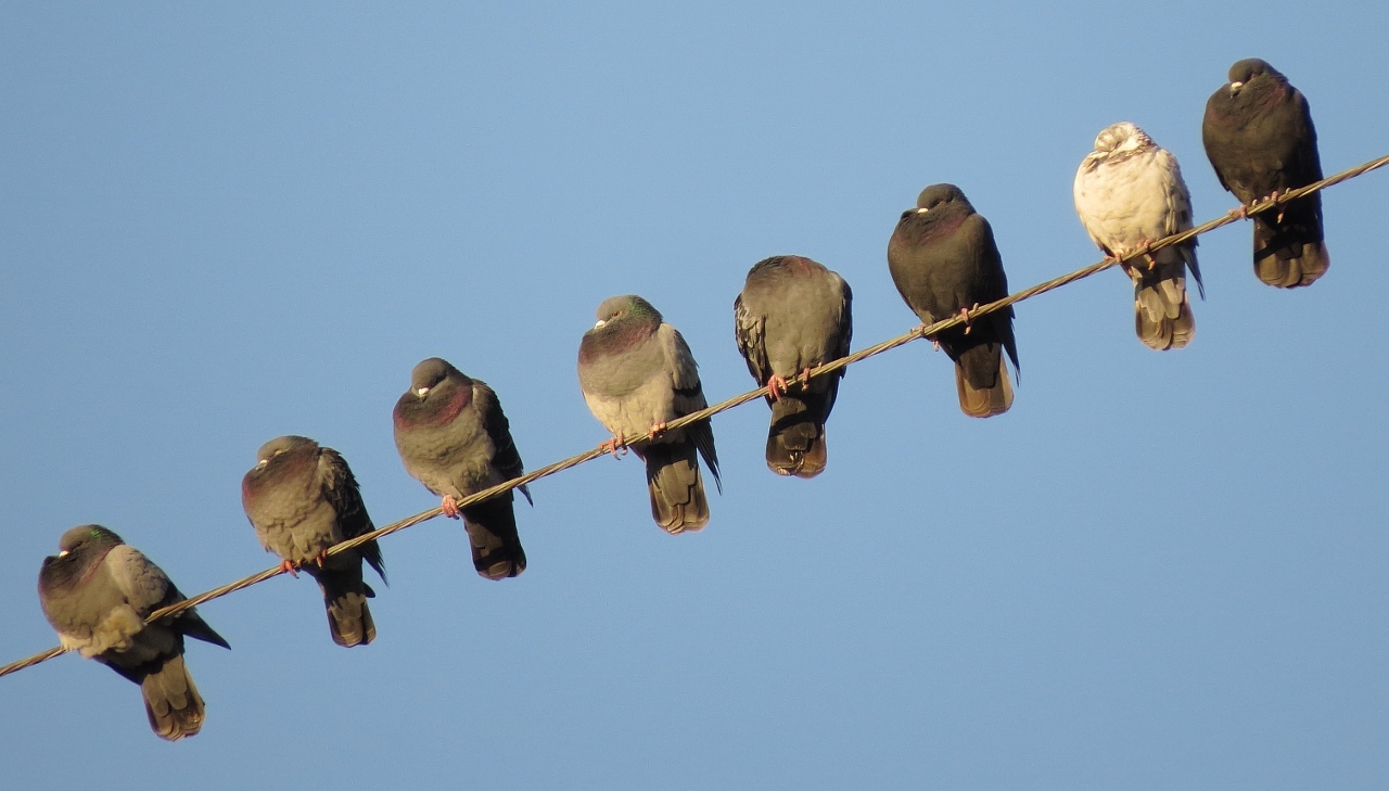 Rock Pigeon